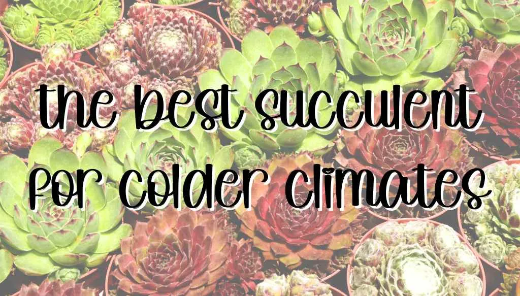 Shielding Your Green Gems: A Comprehensive Guide to Choosing Plants for Cold Protection