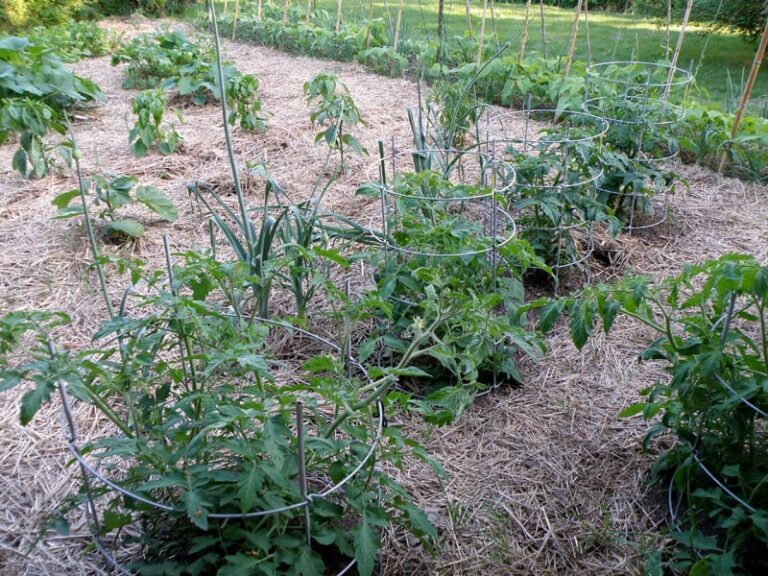 Elevate Your Tomato Harvest: A Comprehensive Guide to Growing Organic Tomatoes in Raised Beds