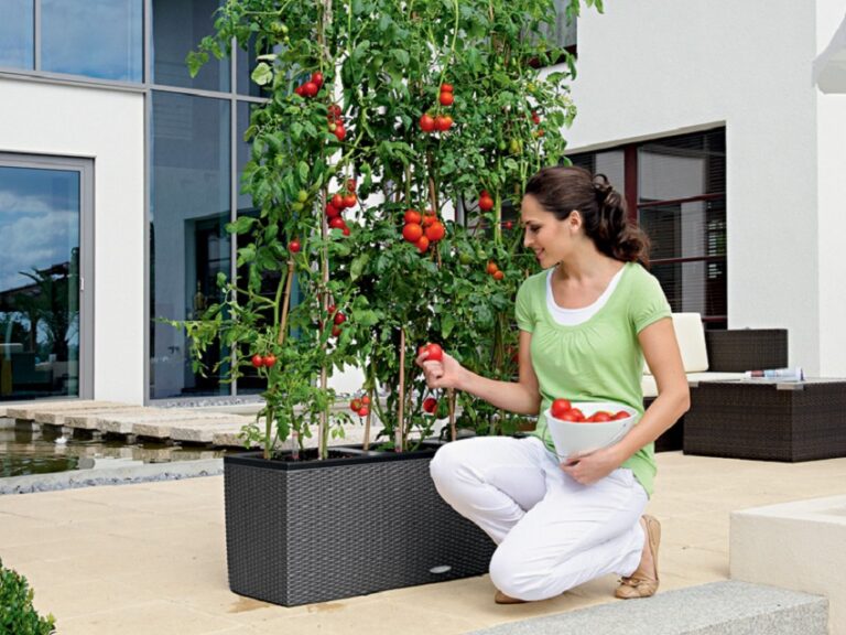 Effortless Edibles: Your Ultimate Guide to Growing Vegetables in Self-Watering Pots