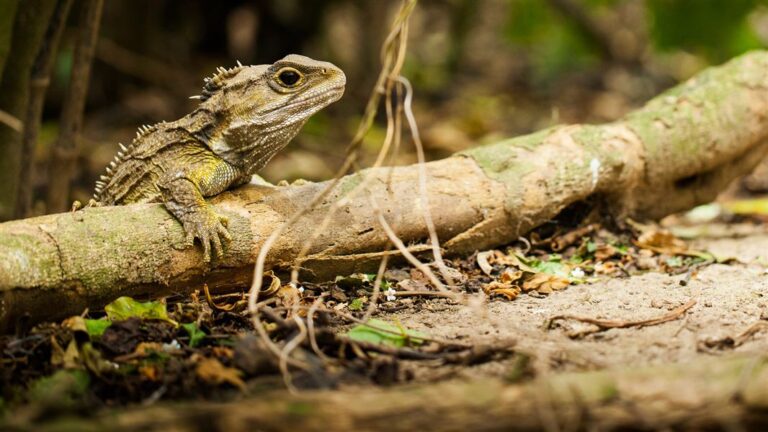 Creating a Reptile Paradise: A Comprehensive Guide to Attracting Native Reptiles to Your Habitat