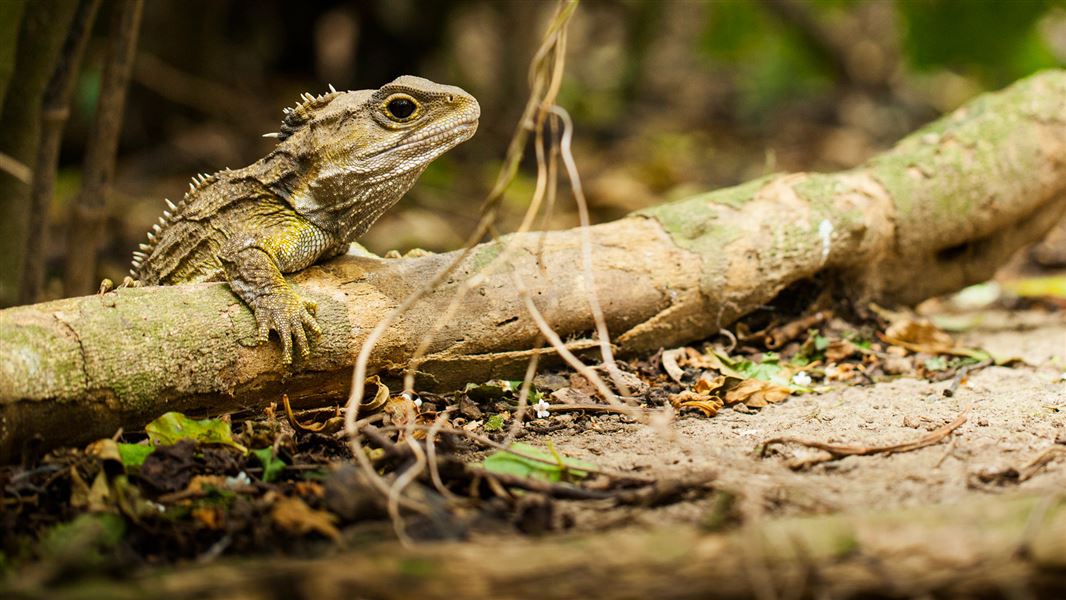 Creating a Reptile Paradise: A Comprehensive Guide to Attracting Native Reptiles to Your Habitat