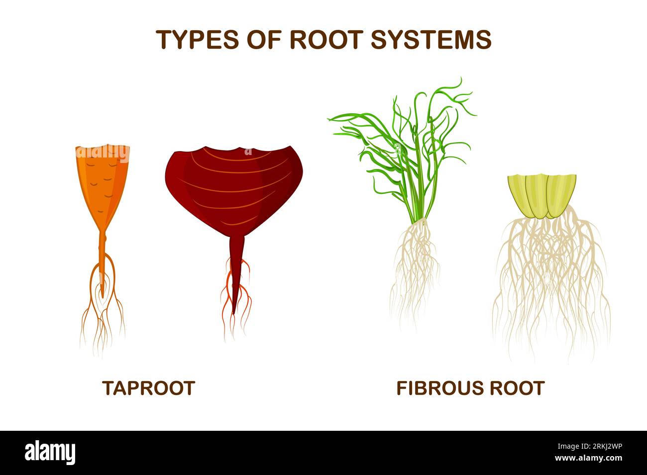 Unveiling the Hidden Kingdom: A Deep Dive into the Marvels of Plant Root Systems