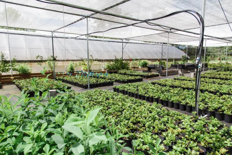 Unleash Your Green Thumb: A Guide to Native Plant Propagation Workshops