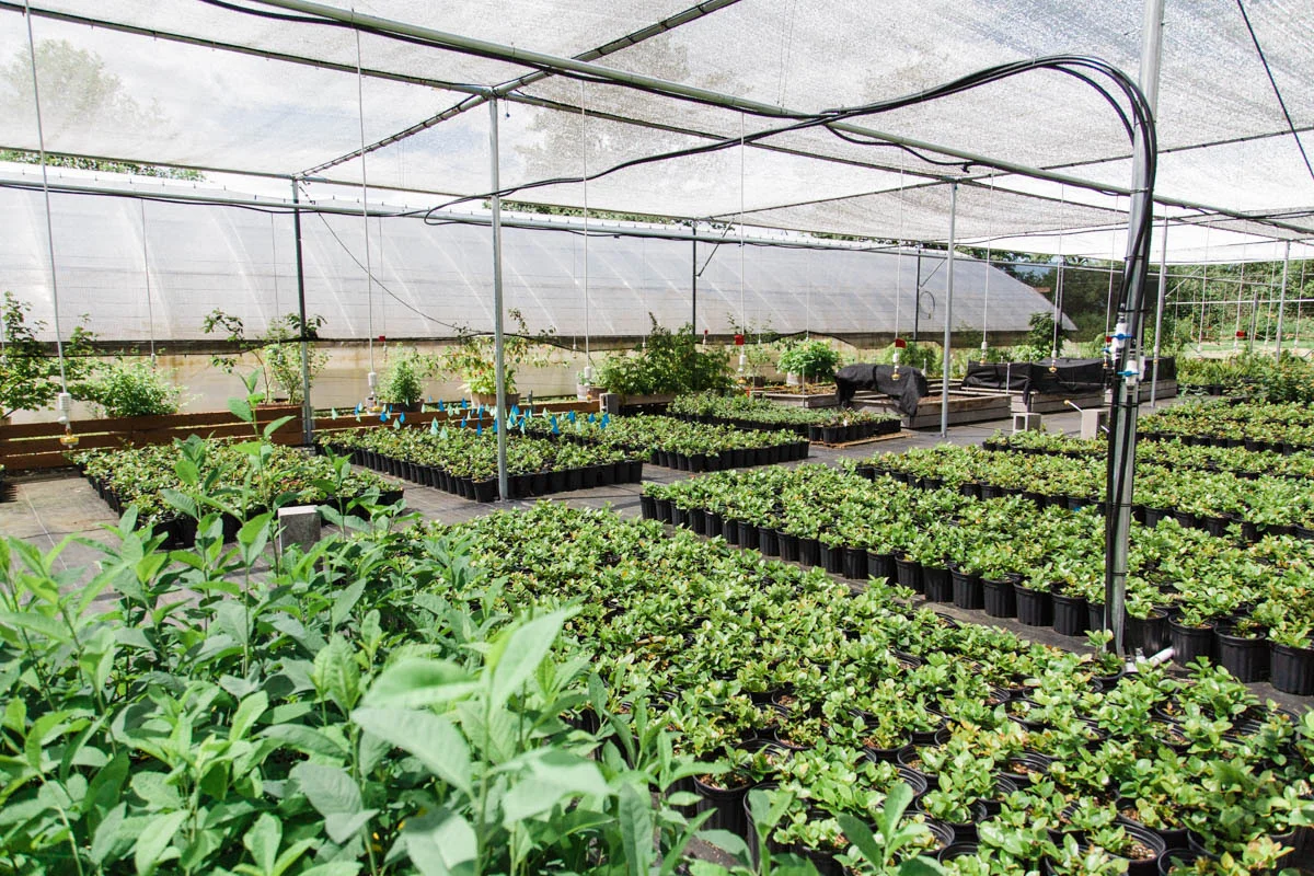 Unleash Your Green Thumb: A Guide to Native Plant Propagation Workshops