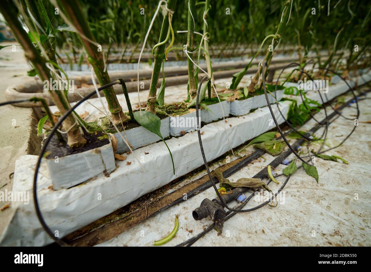 Hydroponic Pepper Power: Your Ultimate Guide to Growing Specialty Peppers Indoors