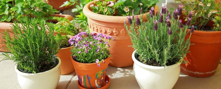 Container Gardening: Your Ultimate Guide to Choosing the Perfect Plants and Creating Stunning Displays