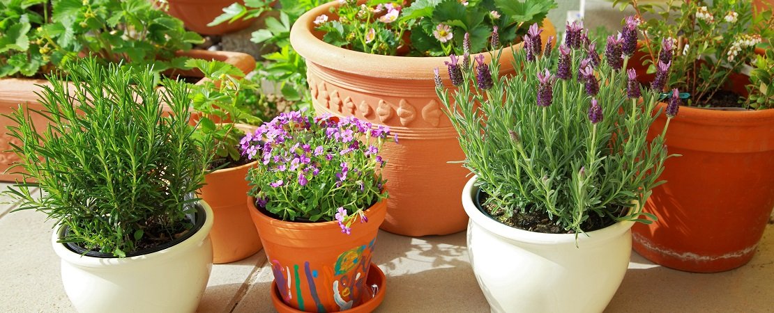Container Gardening: Your Ultimate Guide to Choosing the Perfect Plants and Creating Stunning Displays