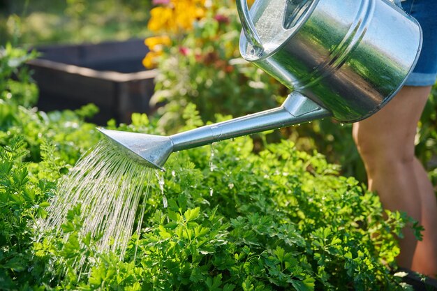Hydroponic Herb Haven: A Beginner’s Guide to Growing Delicious Herbs in Water