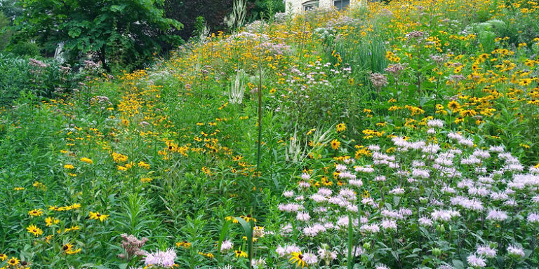 Creating Thriving Havens: A Comprehensive Guide to Pollinator Pathway Project Resources