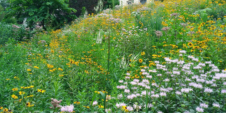 Creating Thriving Havens: A Comprehensive Guide to Pollinator Pathway Project Resources