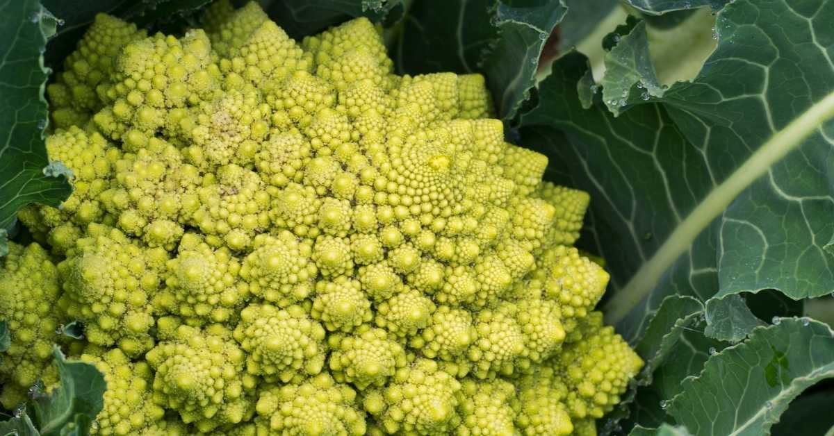 Beyond the Ordinary: A Comprehensive Guide to Growing Unusual Edible Plants