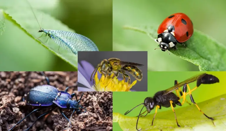 Unleash Nature’s Guardians: A Comprehensive Guide to Attracting Native Predatory Insects to Your Garden and Beyond