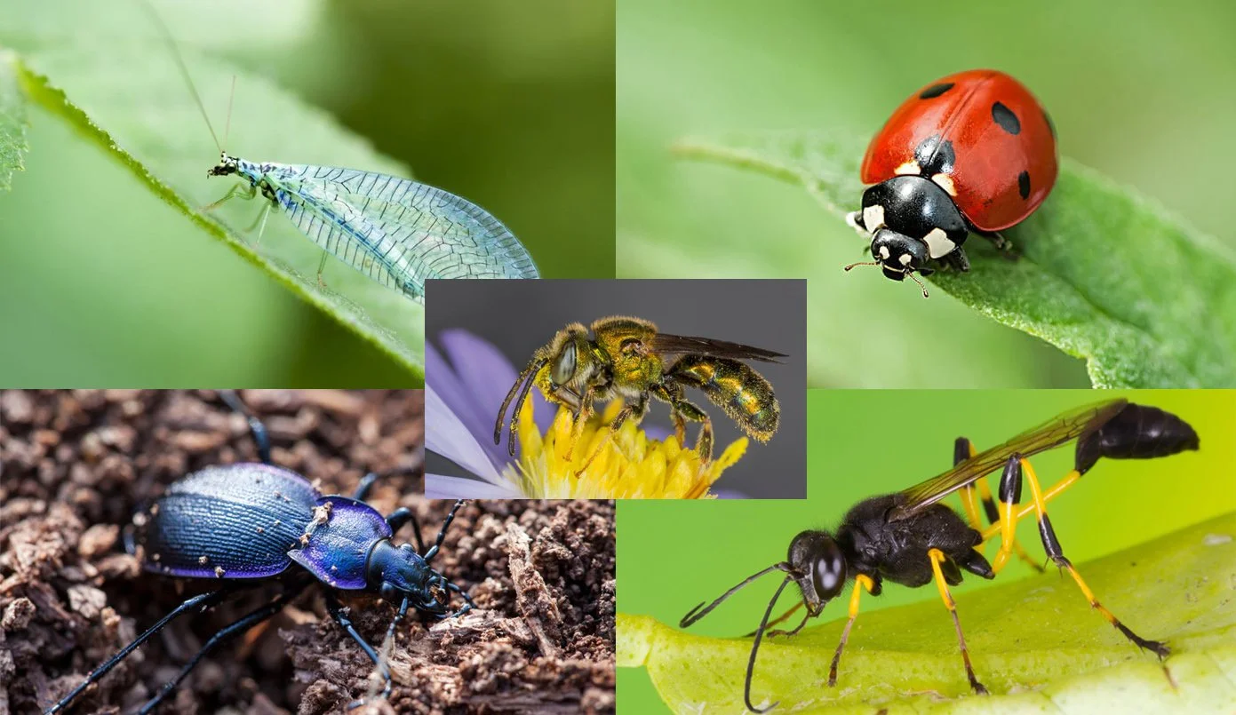 Unleash Nature’s Guardians: A Comprehensive Guide to Attracting Native Predatory Insects to Your Garden and Beyond