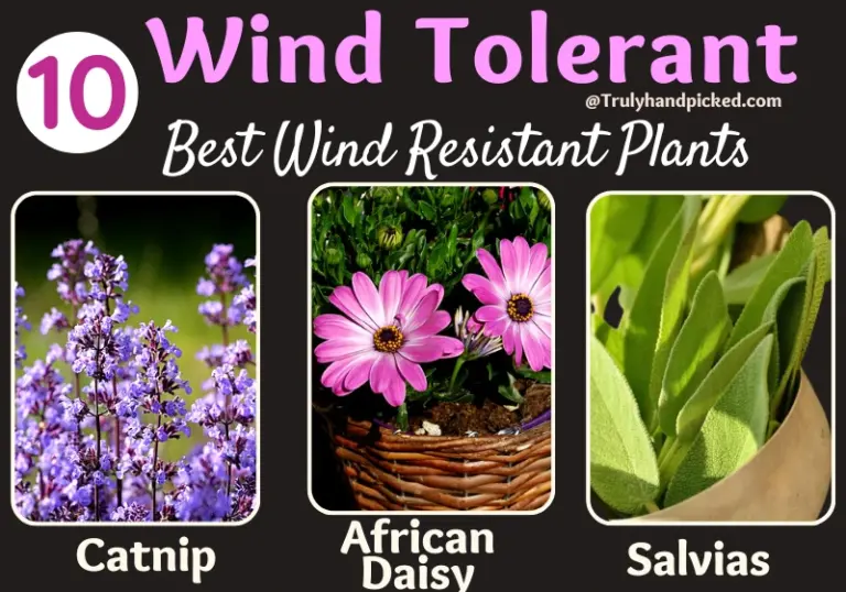Defying the Wind: A Comprehensive Guide to Choosing Plants for Windy Locations