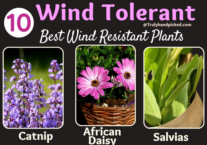 Defying the Wind: A Comprehensive Guide to Choosing Plants for Windy Locations