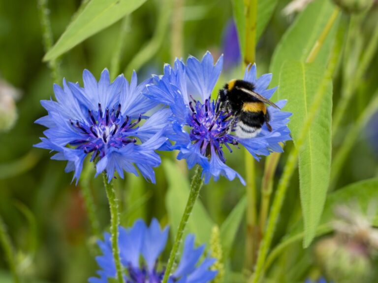 Create a Buzz: Designing Stunning Pollinator-Friendly Perennial Gardens