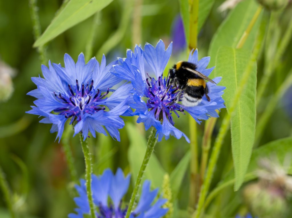 Create a Buzz: Designing Stunning Pollinator-Friendly Perennial Gardens