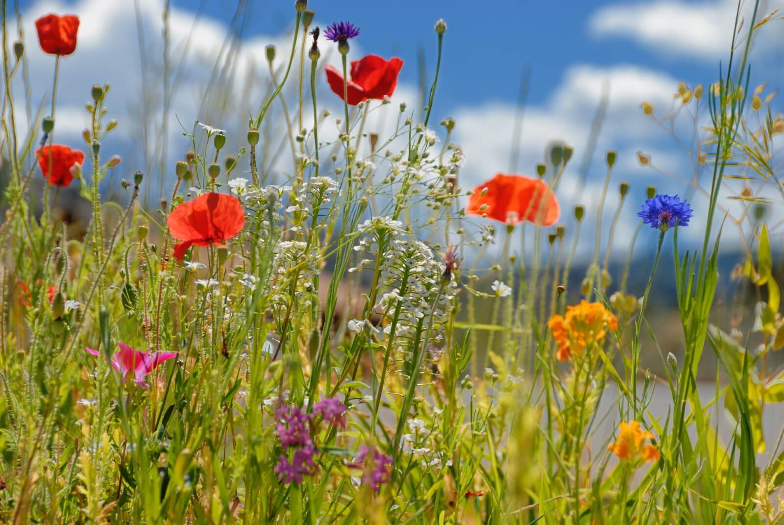Unlocking Nature’s Beauty: A Comprehensive Guide to Growing Native Wildflowers from Seed
