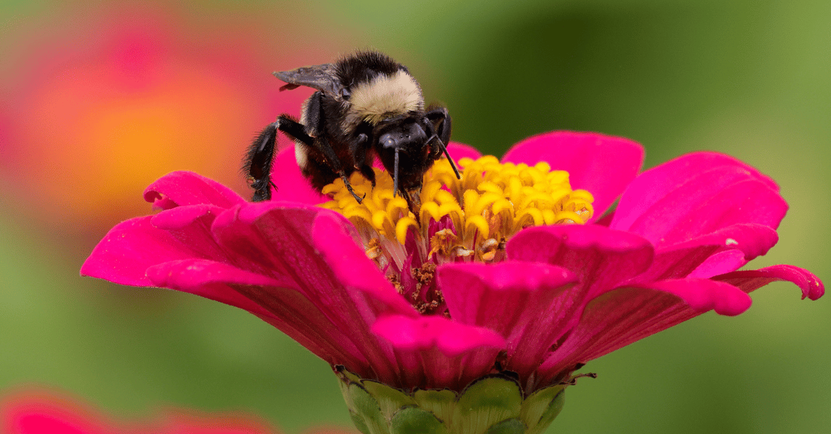 Balcony Bloom: A Guide to Attracting Native Pollinators to Your Urban Oasis