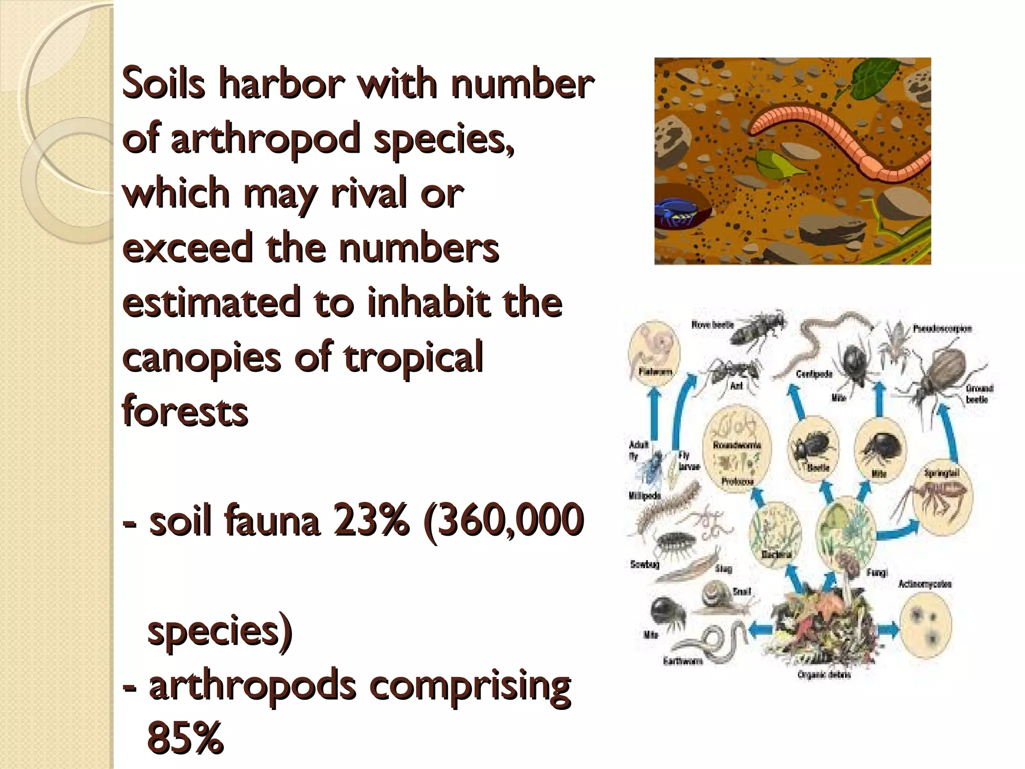 Unlocking the Secrets of the Soil: A Comprehensive Guide to Attracting Native Soil Arthropods