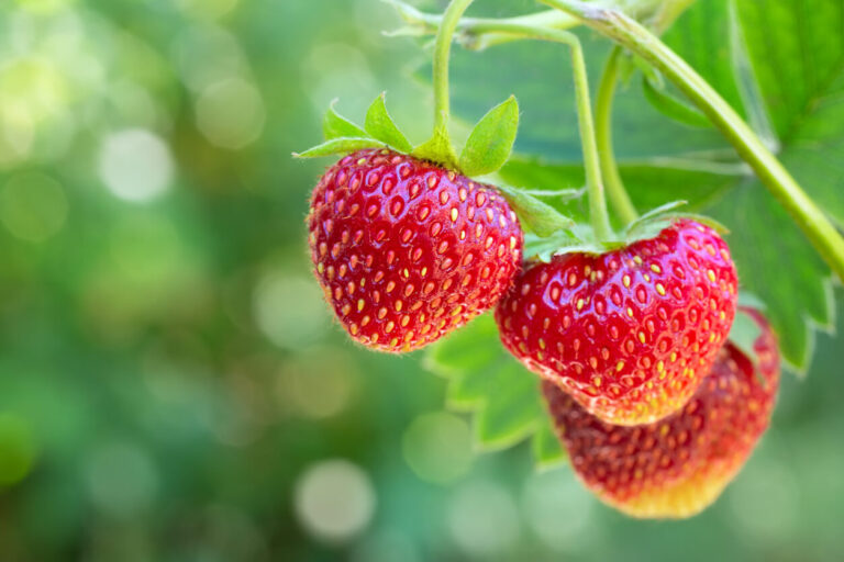 Unlocking Berry Bounty: A Comprehensive Guide to Growing Organic Berries Indoors