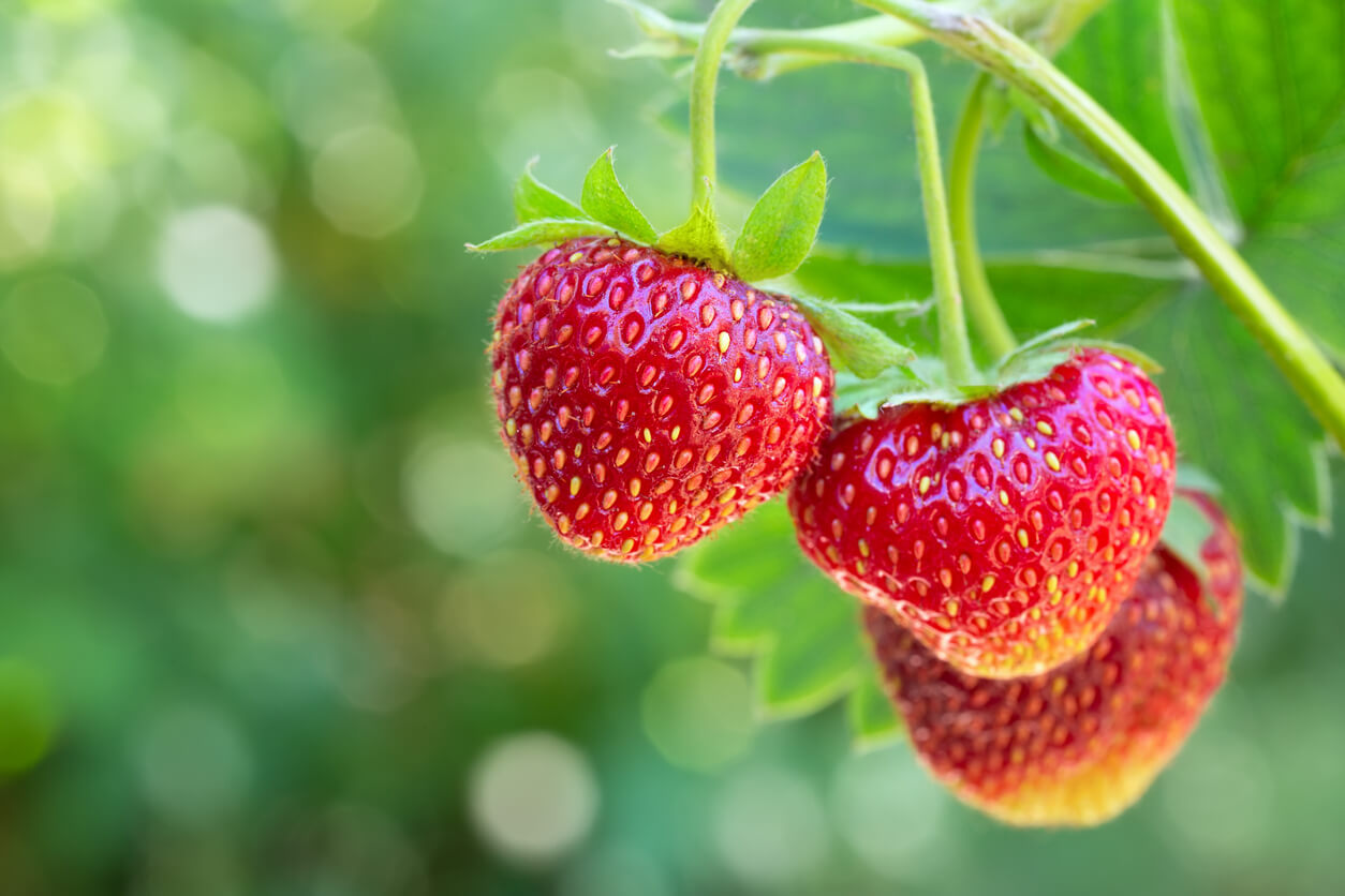 Unlocking Berry Bounty: A Comprehensive Guide to Growing Organic Berries Indoors