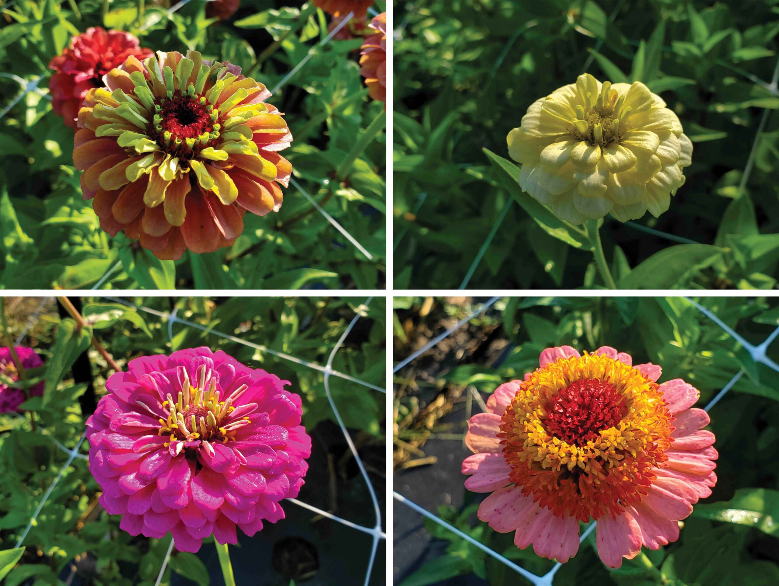 Unlocking Floral Fortunes: A Comprehensive Guide to Growing Specialty Cut Flowers