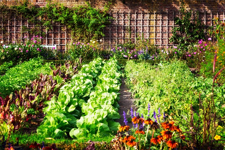 Sowing Seeds of Connection: A Comprehensive Guide on How to Start a Thriving Community Garden