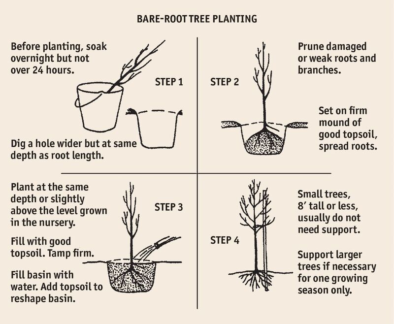 The Definitive Guide to Planting Bare Root Trees: Ensuring a Thriving Start