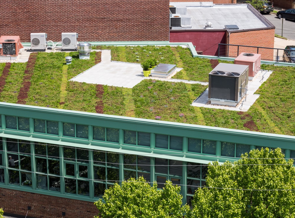 Creating a Native Plant Green Roof: A Comprehensive Guide to Sustainable Rooftop Ecosystems