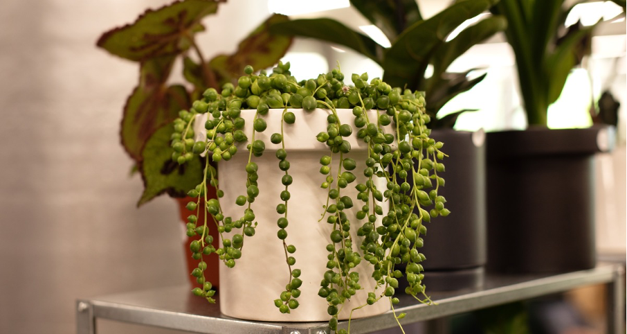 Thriving Green: A Comprehensive Guide to Choosing Plants for Low Humidity Environments
