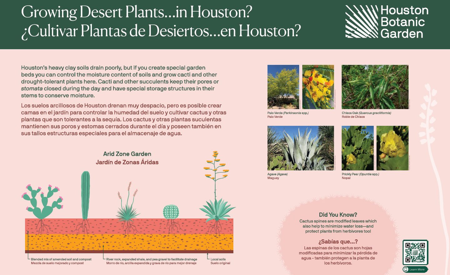 Thriving in the Desert: A Comprehensive Guide to Choosing Plants for Arid Conditions