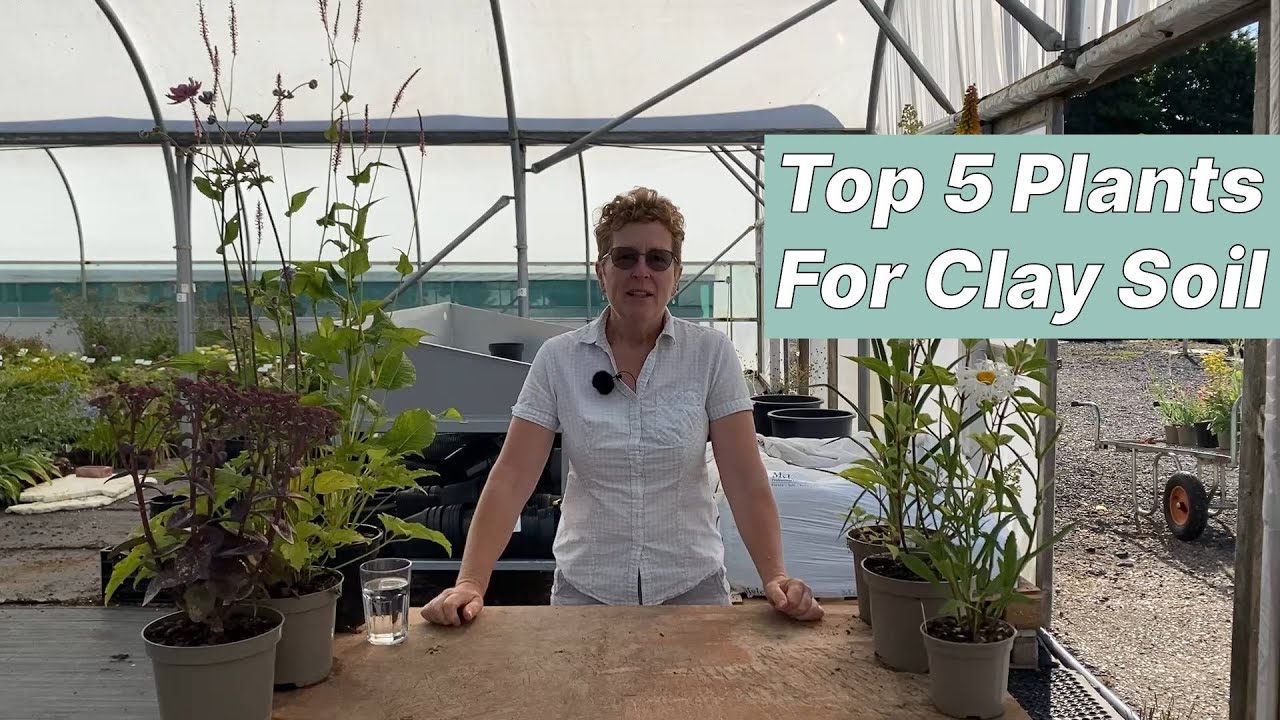 Thriving in the Muck: A Comprehensive Guide to Choosing Plants for Heavy Clay Soil