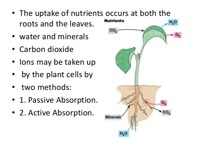 Unlocking Plant Potential: A Deep Dive into Nutrient Absorption
