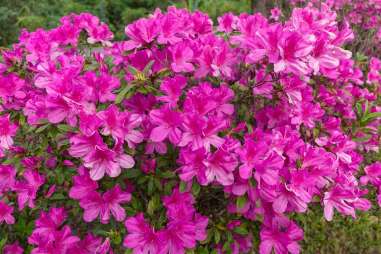 The Ultimate Guide to Planting Perennial Shrubs: A Comprehensive Guide for Thriving Gardens