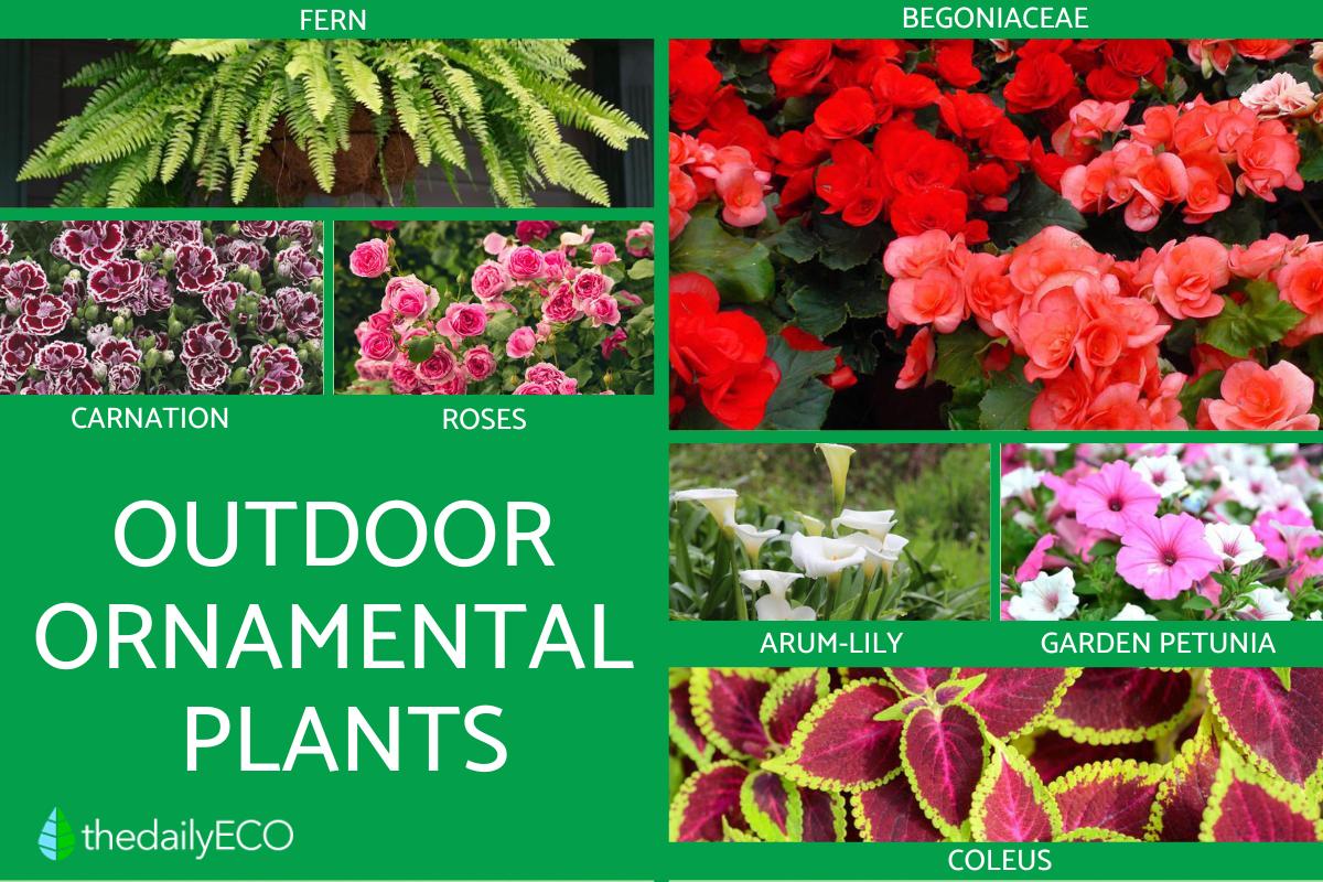 Unleash Your Inner Gardener: A Guide to Growing Unusual Ornamental Plants