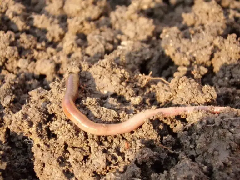 Beneficial Nematodes: The Ultimate Guide to Natural Pest Control