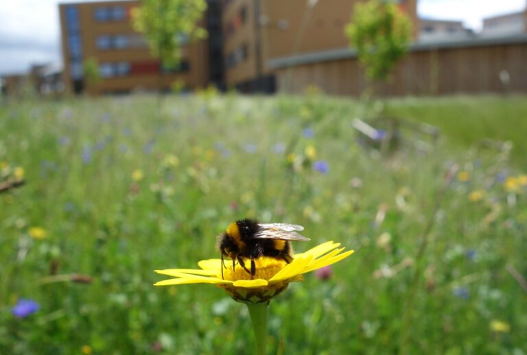 Buzzing Cities: How to Attract Native Pollinators to Urban Areas and Save the Planet