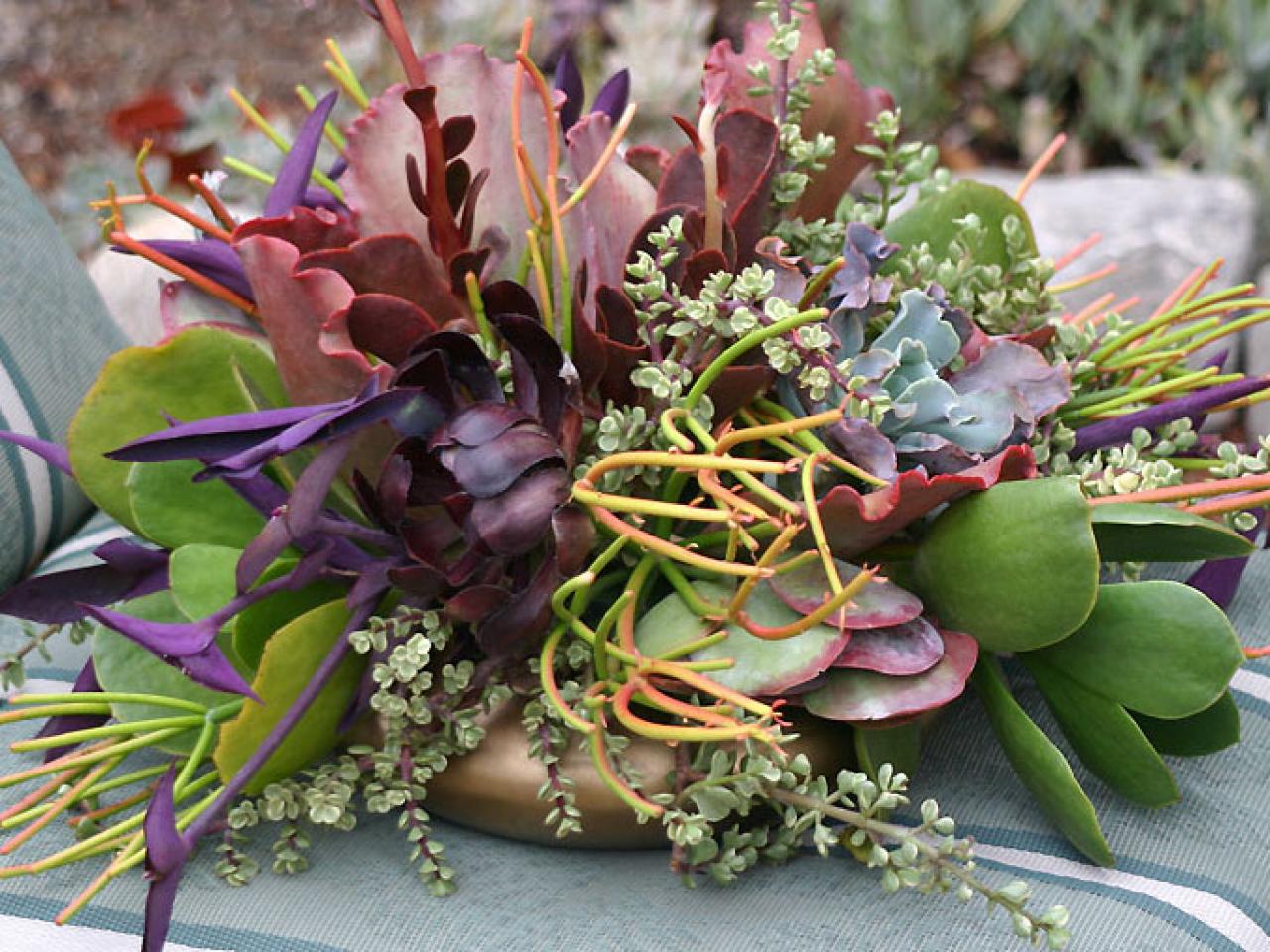 Unleash Your Inner Gardener: Stunning Succulent Arrangement Display Ideas to Elevate Your Space