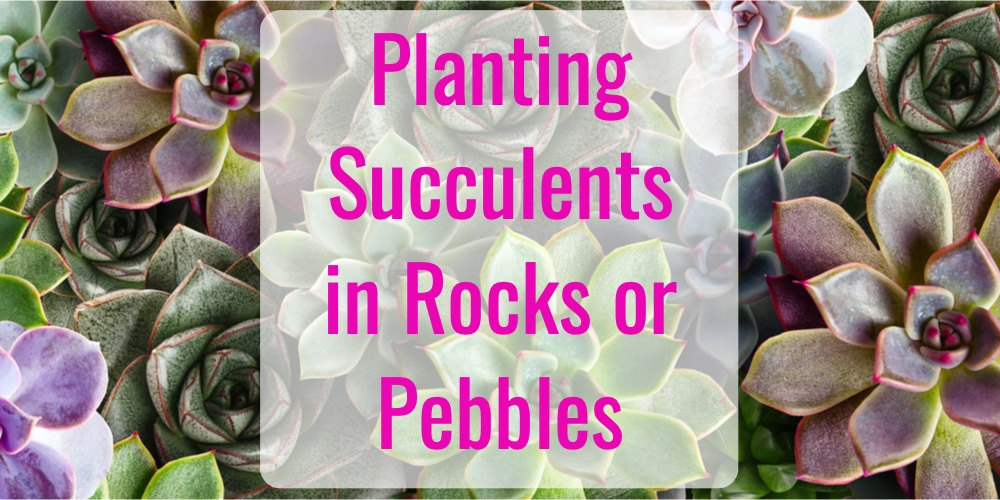 Thriving in Stone: A Comprehensive Guide to Choosing Plants for Rocky Soil
