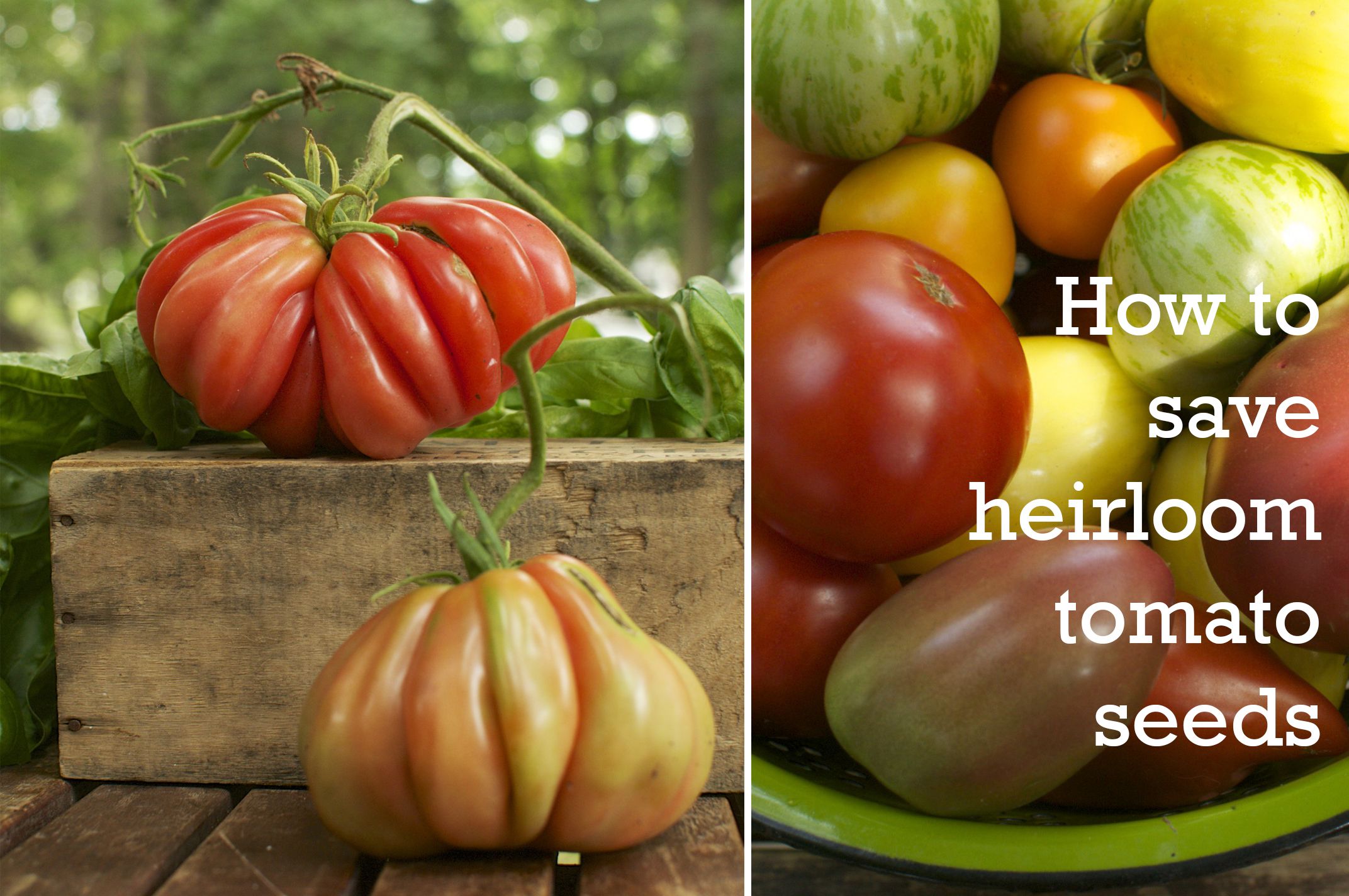 Unearthing the Past: Discovering Heirloom Tomato Seed Varieties Online