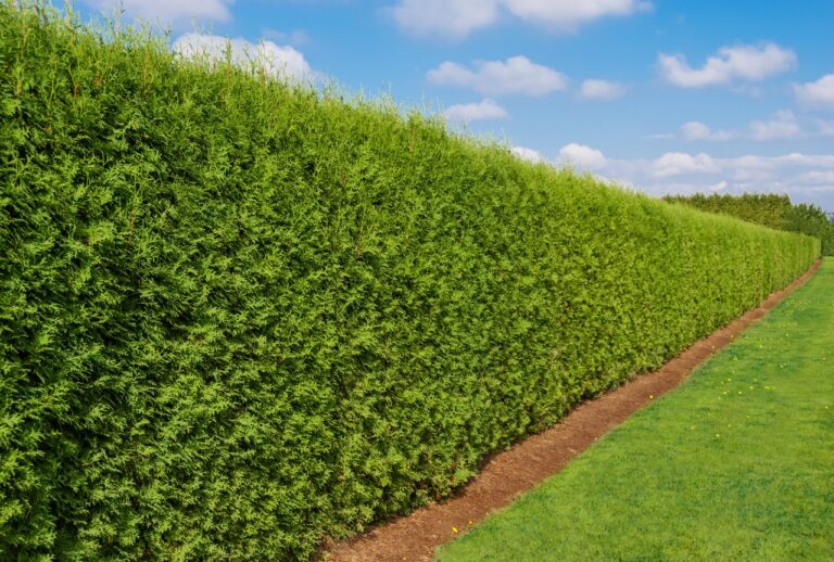 Creating Your Green Sanctuary: A Comprehensive Guide to Choosing Evergreens for Privacy