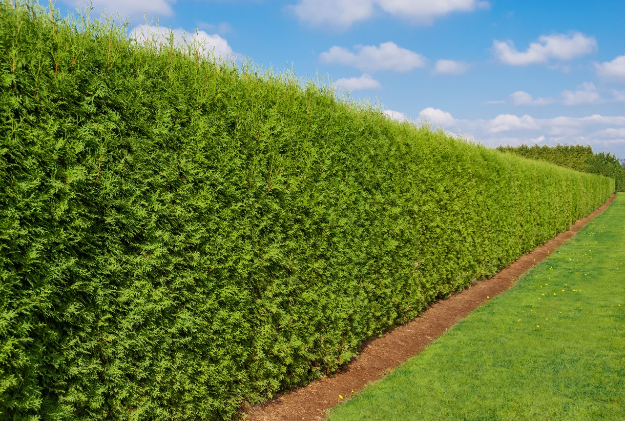 Creating Your Green Sanctuary: A Comprehensive Guide to Choosing Evergreens for Privacy