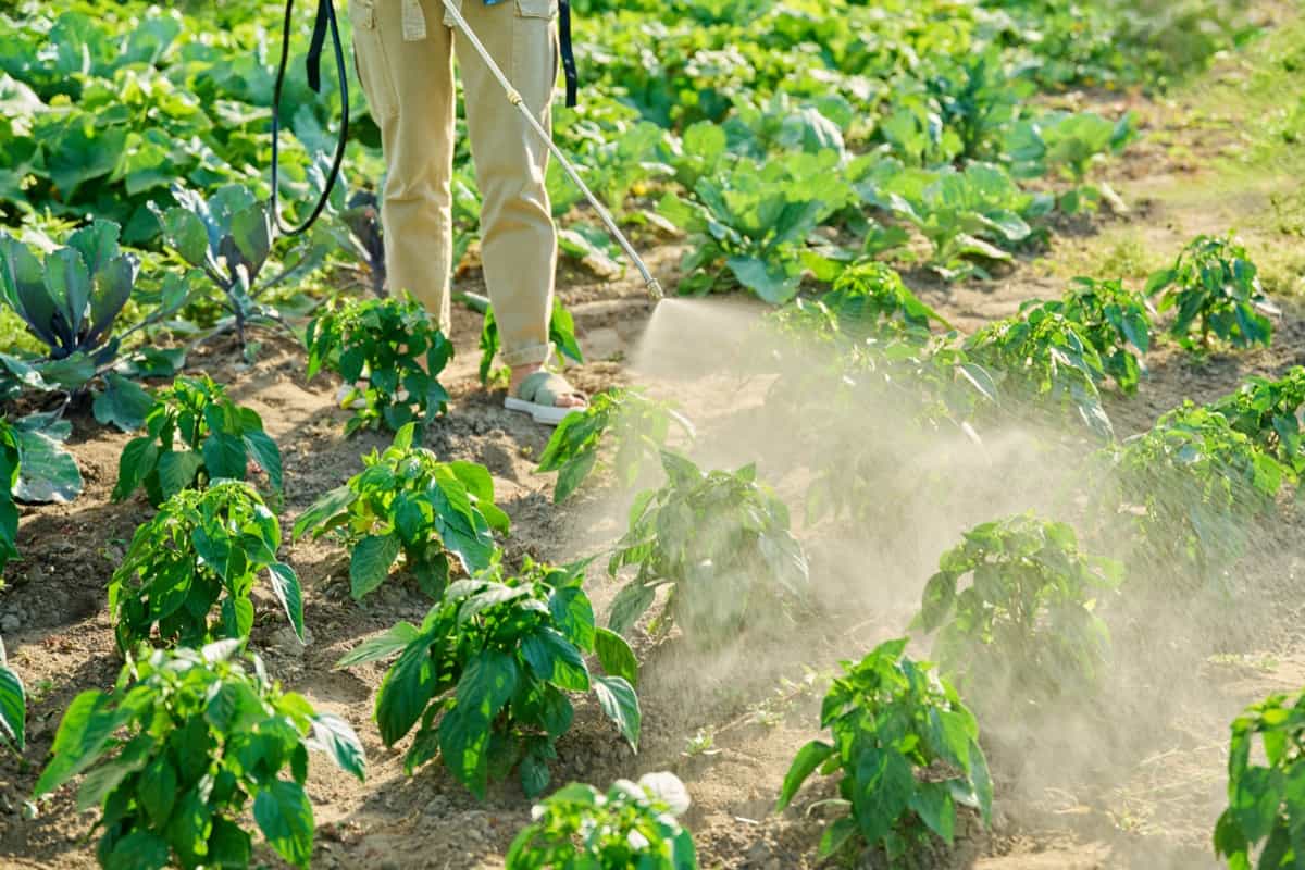 Implementing Plant-Based Insecticides: A Comprehensive Guide to Natural Pest Control
