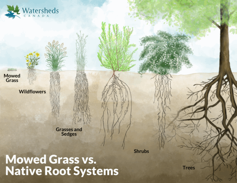 Erosion Control: A Comprehensive Guide to Choosing the Right Plants