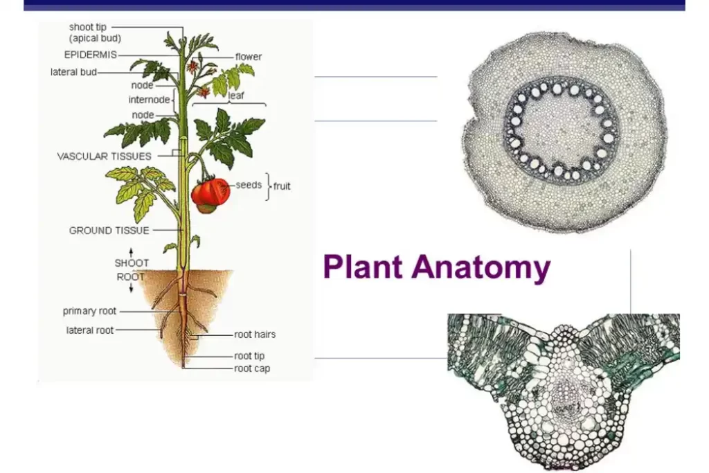Unveiling Plant Biomechanics: How Plants Respond to Their Physical World