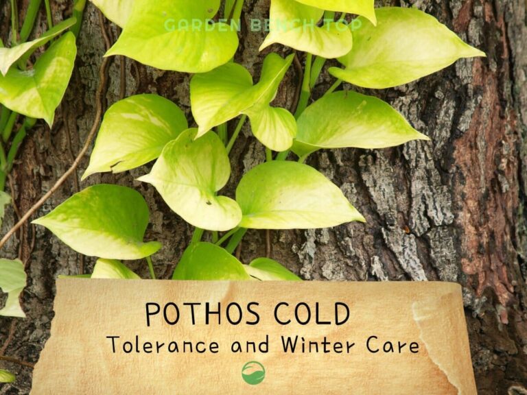Surviving the Deep Freeze: A Comprehensive Guide to Choosing Plants for Extreme Cold Tolerance