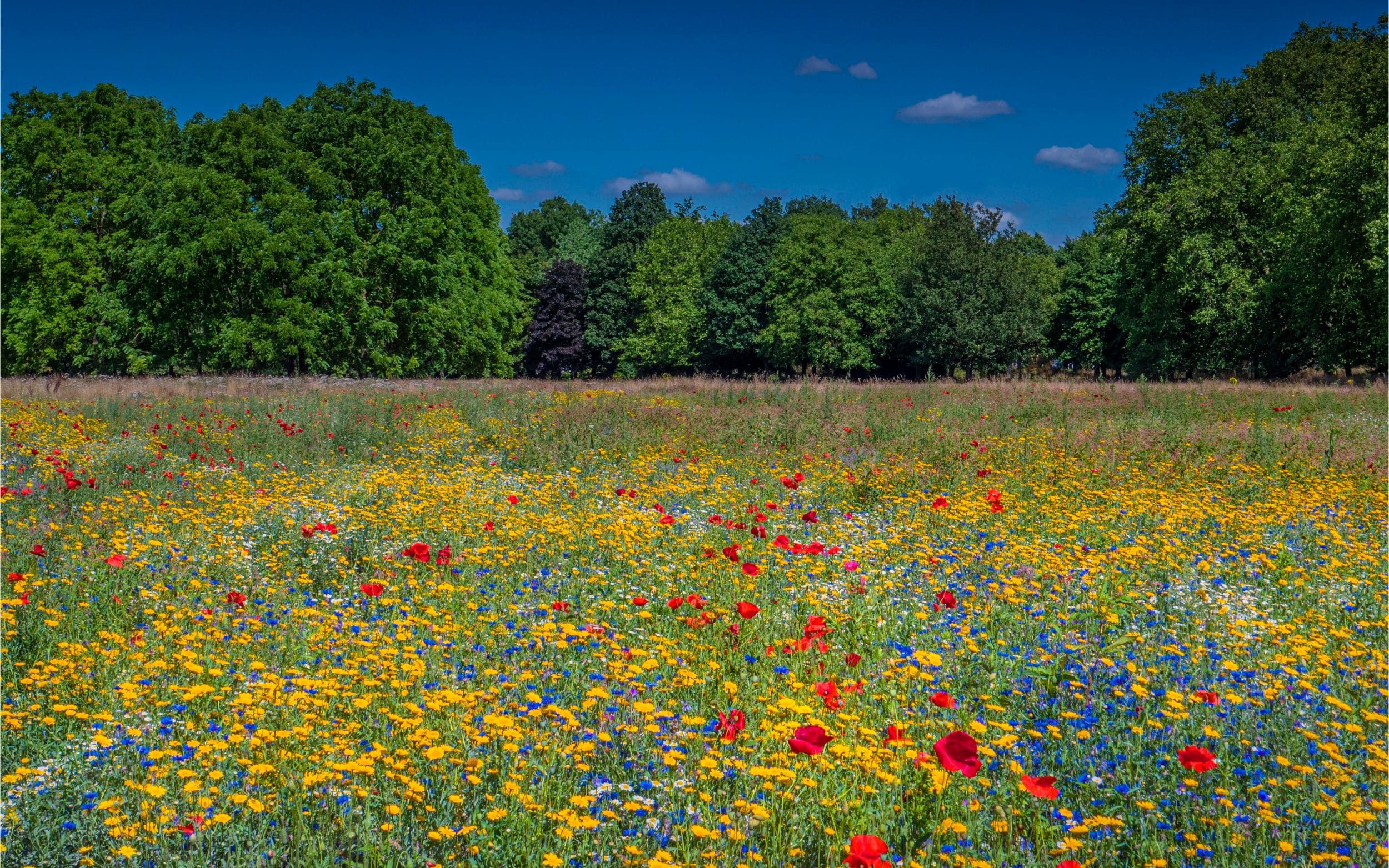 Blooming Wonders: A Comprehensive Guide to Native Wildflower Meadow Establishment