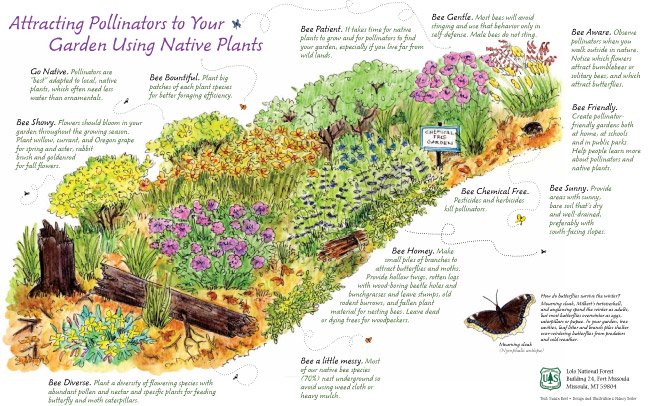 Unlocking Nature’s Bounty: A Comprehensive Guide to Attracting Native Pollinators for Seed Production