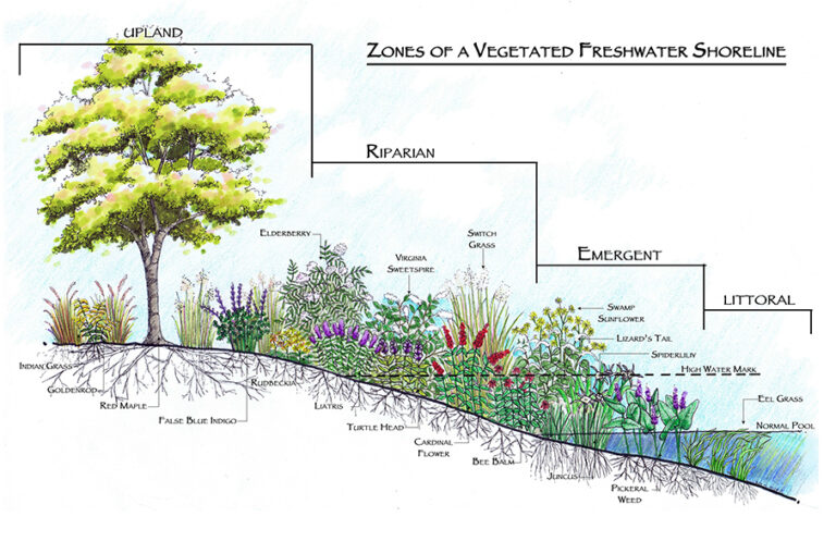 Creating a Native Plant Buffer Zone: A Comprehensive Guide to Protecting Your Land and Ecosystem